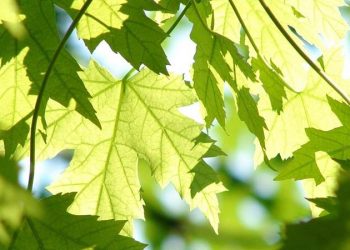 De Loin en choeur : L’arbre est dans ses feuilles – Juin 2022